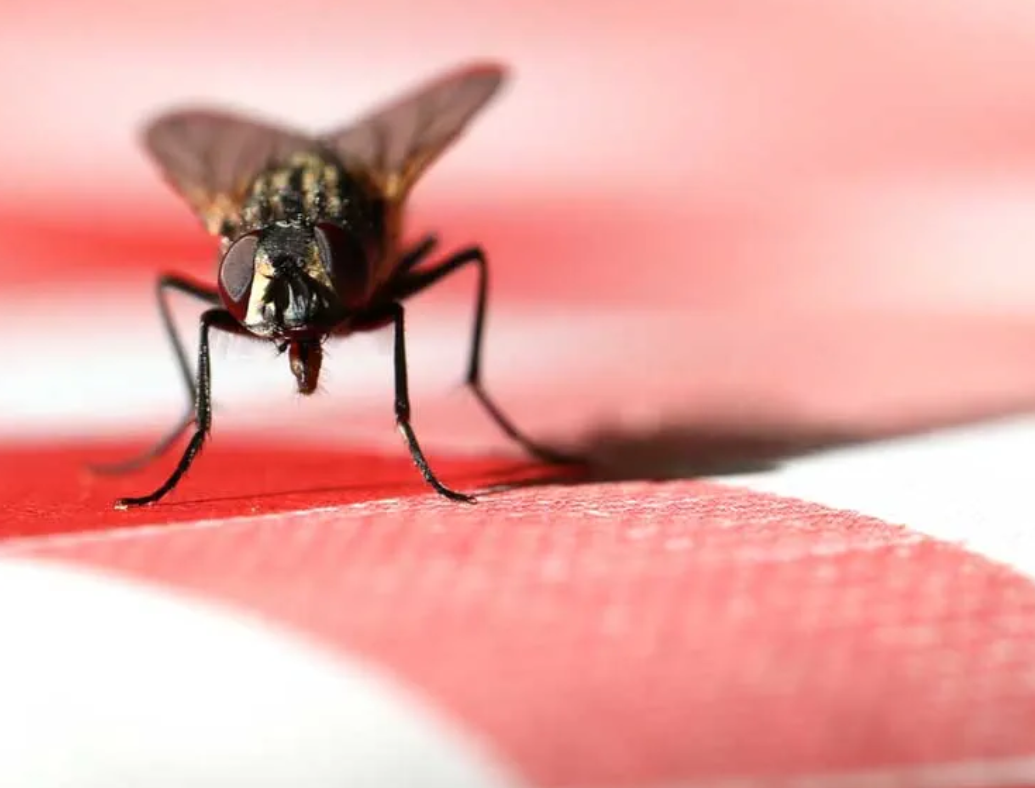 إليك مصيدة ذباب منزلية سهلة... هكذا تعدّينها