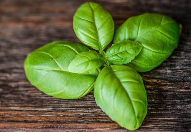 إليك أفضل طريقة لتجميد الحبق لـ10 أشهر