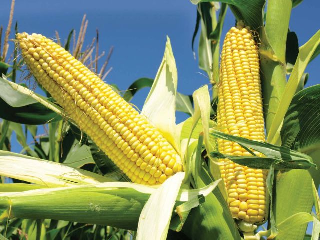 الكشف عن آثار مفاجئة لتناول الذرة
