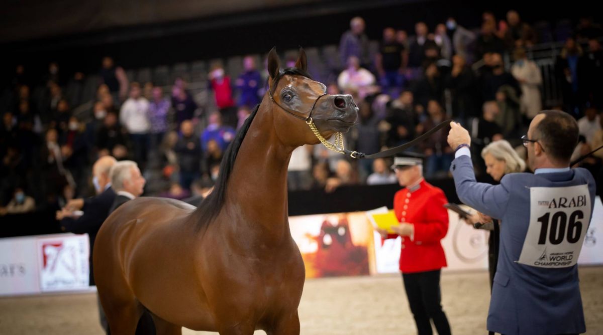 المهر دي مزيان لمربط الشيخ يفوز بلقب بطل العالم لجمال الخيول العربية الأصيلة