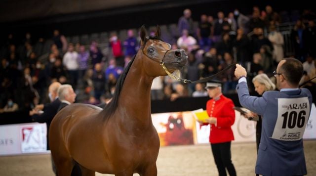 المهر دي مزيان لمربط الشيخ يفوز بلقب بطل العالم لجمال الخيول العربية الأصيلة
