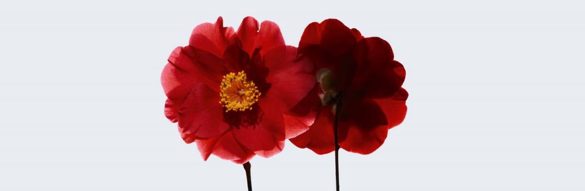 ثورة حقيقية مع مجموعة No 1 De CHANEL