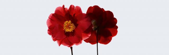 ثورة حقيقية مع مجموعة No 1 De CHANEL