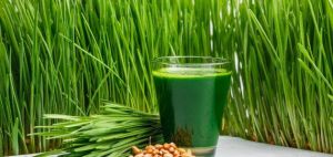 عشبة بسعر زهيد قد تقي من مرض السرطان