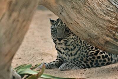 الهيئة الملكية لمحافظة العلا تحتفي بيوم النمر العربي