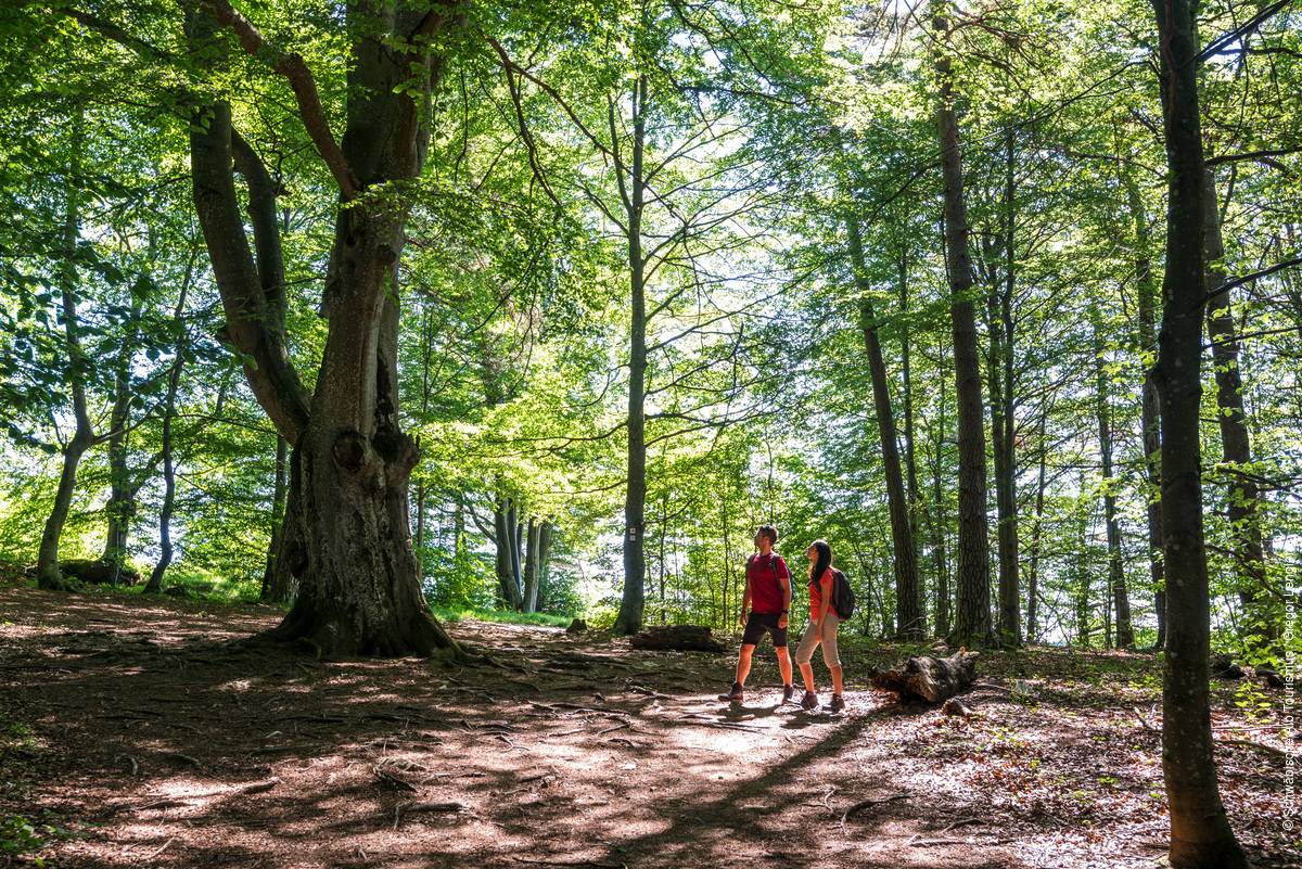ألمانيا تعيد إطلاق حملة احتضان الطبيعة الألمانية لدعم أهداف التنمية المستدامة