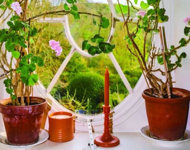 LOEWE HOME SCENTS 2023 صيف بروائح نباتات الحدائق