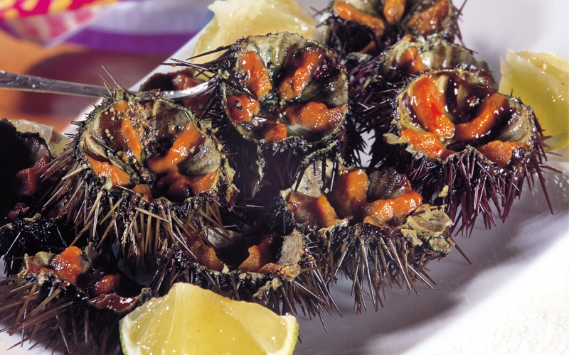 توتيا - قنفذ البحر