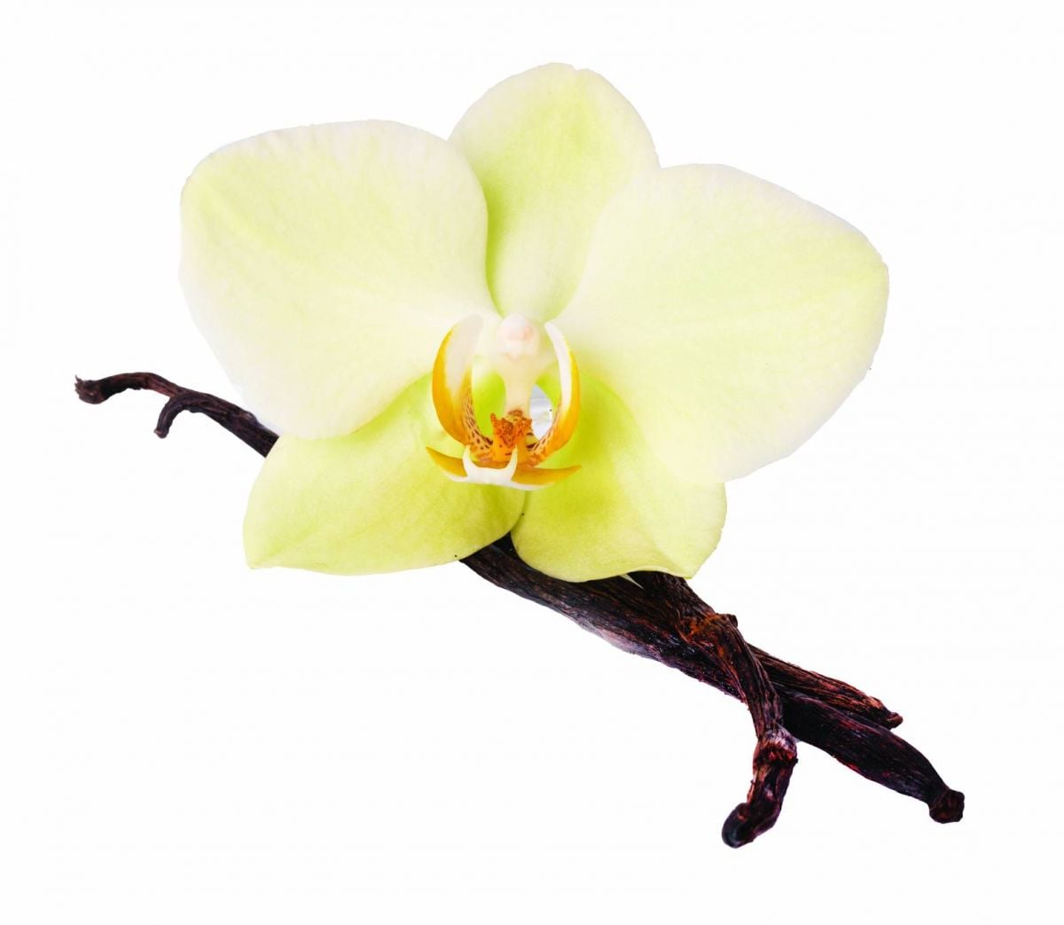 COSY WINTER WITH Vanilla الفانيليا نجمة النفحات الدافئة!