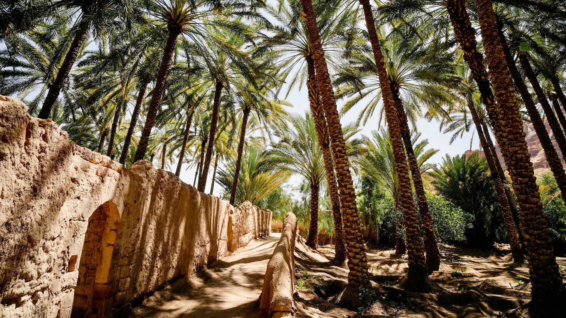 مسار الواحة التراثي مسار الواحة التراثي