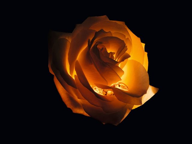  PRESTIGE LE NECTAR 25 P16B NECTAR ROSE