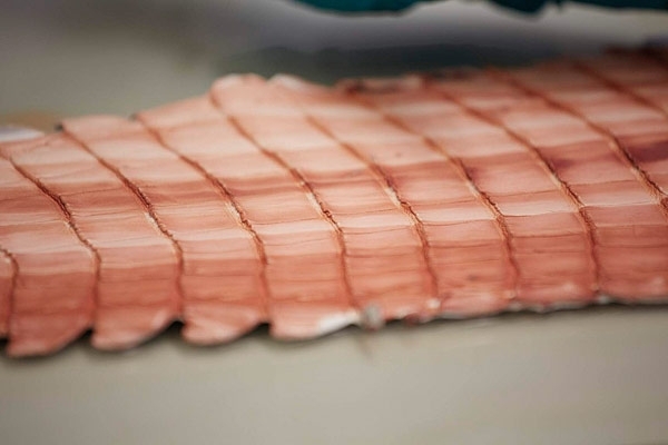 تمساح 'القاطور'