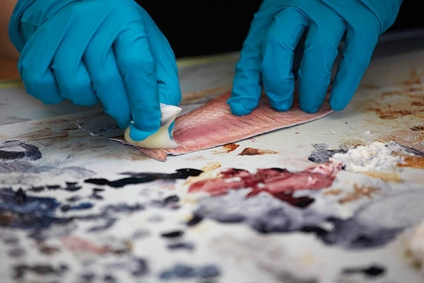 تمساح 'القاطور'