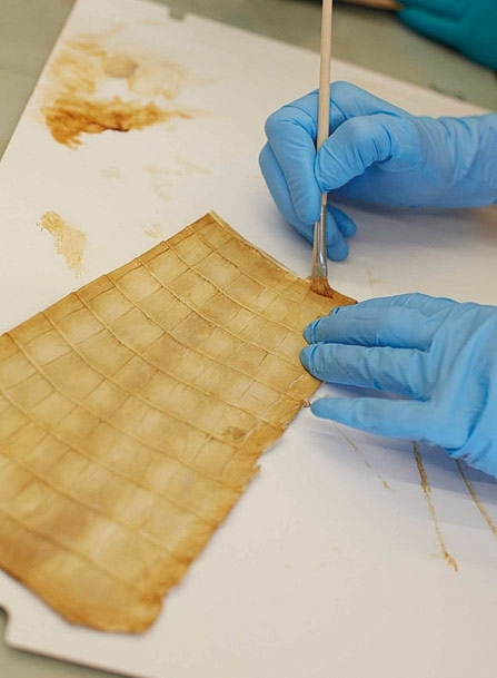 تمساح 'القاطور'