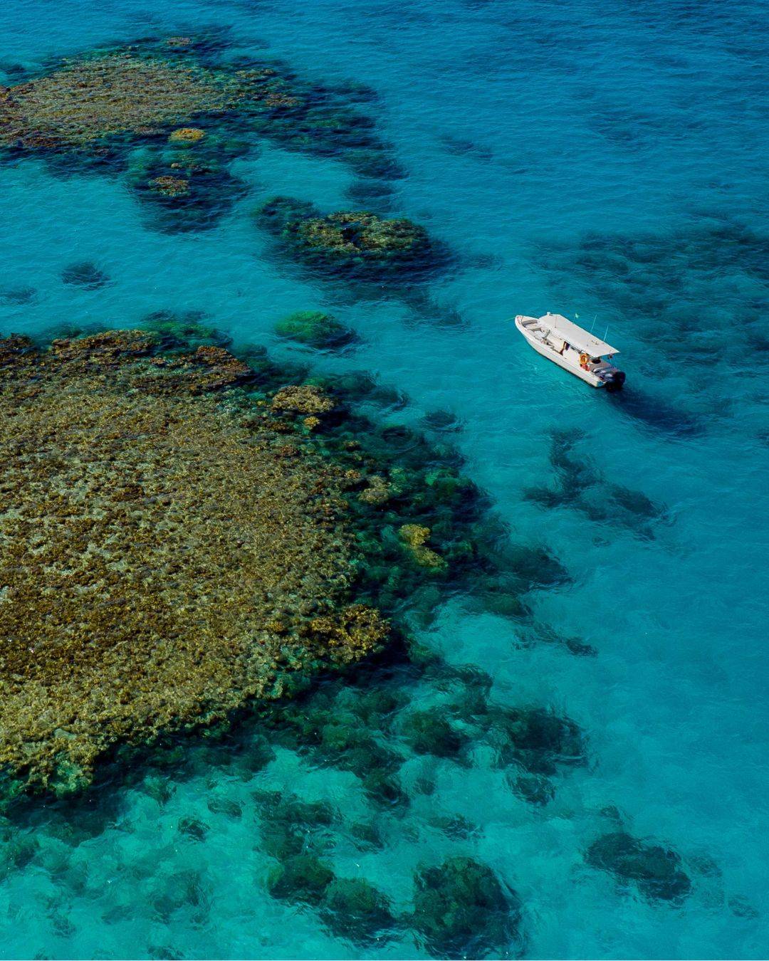 Reef Thuwal Reef Thuwal
