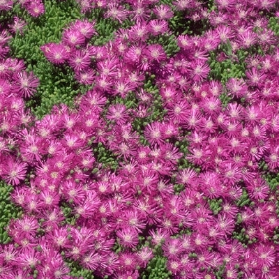  رائحة الكلمات