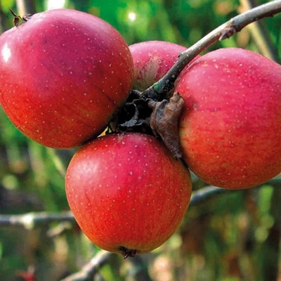 هل الطعام العضوي مفيد فعلاً؟