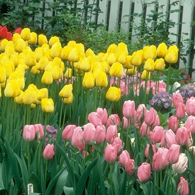 جاذبية الكراهية 