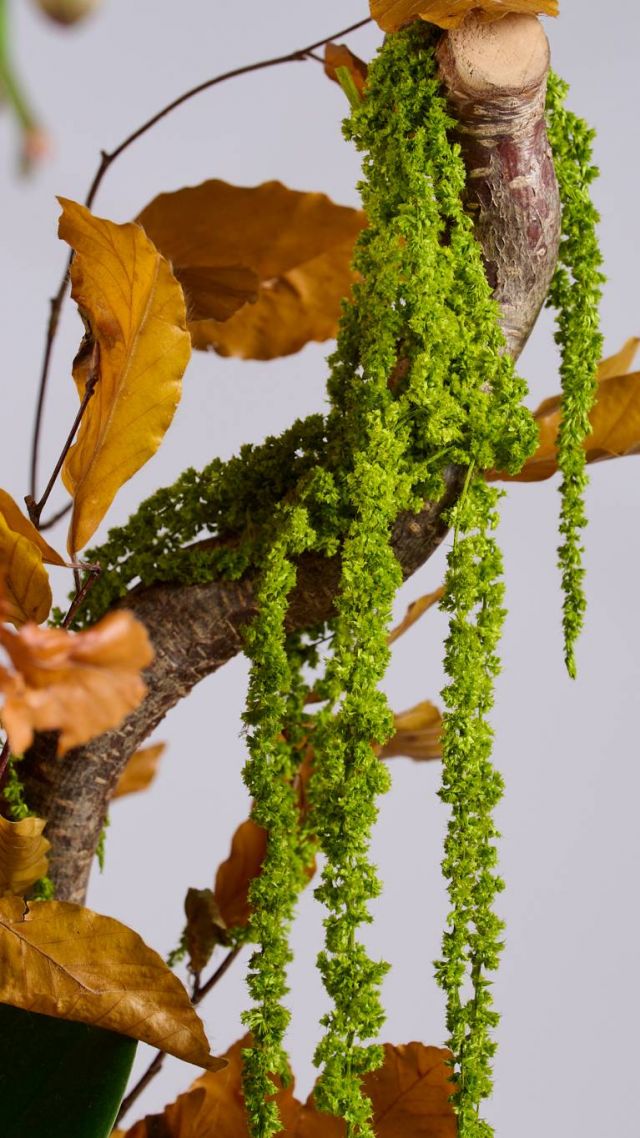 Flower Society - Fall Collection