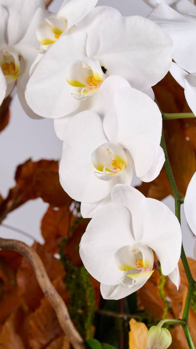 Flower Society - Fall Collection