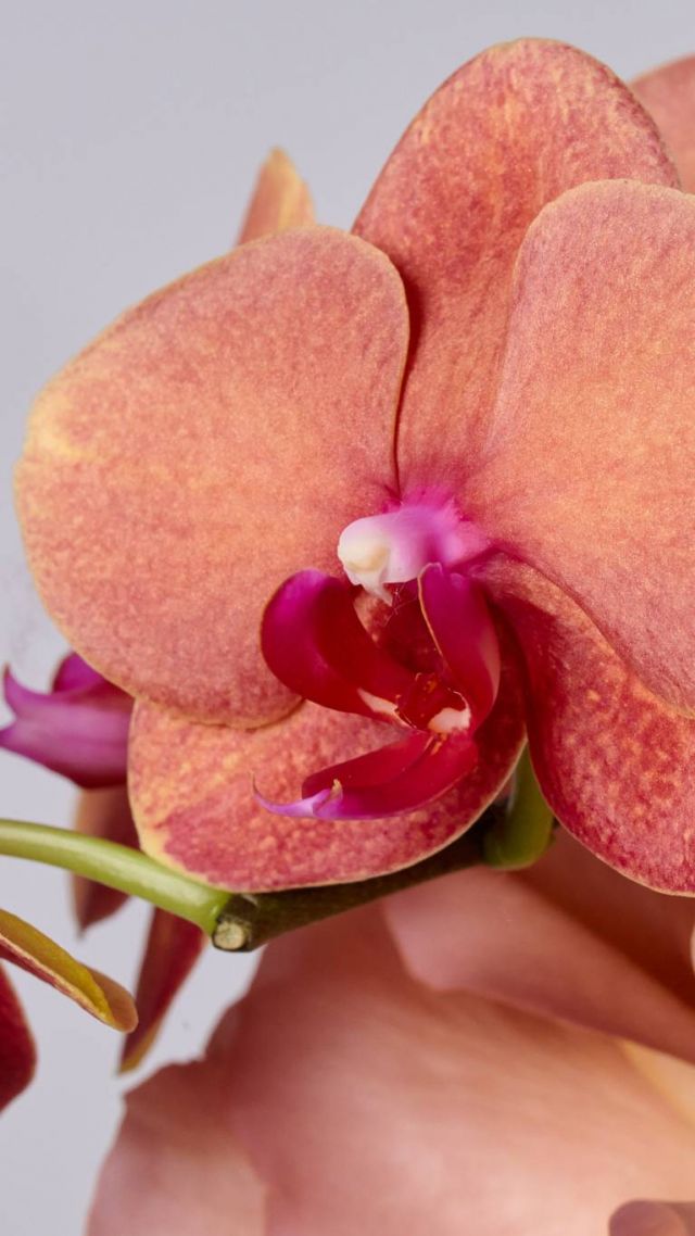 Flower Society - Fall Collection