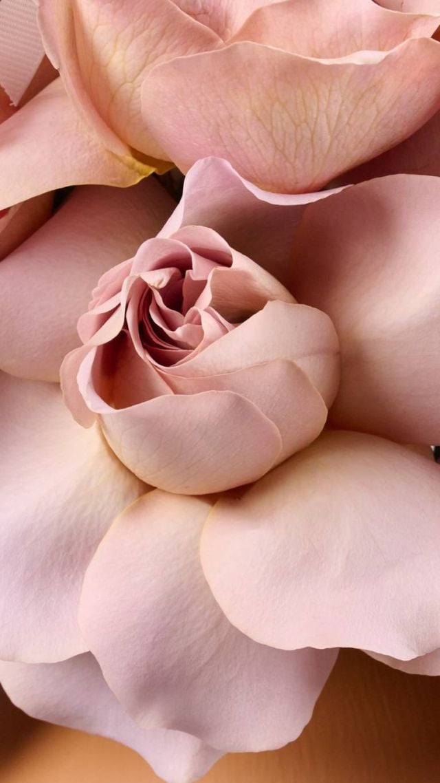 Flower Society - Fall Collection 