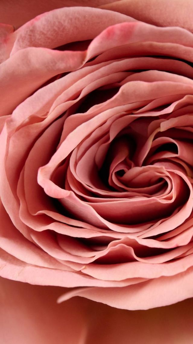 Flower Society - Fall Collection