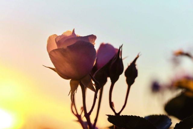 Dior Prestige: بشرة شابة ومتجددة