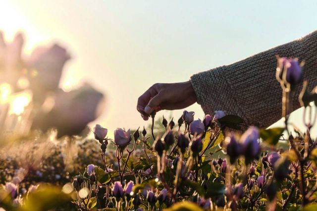 Dior Prestige: بشرة شابة ومتجددة