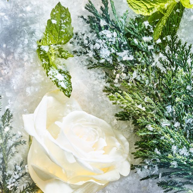 مكوّنات Isola Snow 