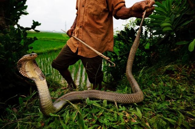 قتل الثعبان في المنام 