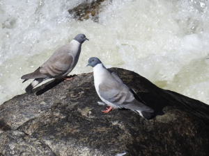 تفسير رؤية الحمام في المنام وصيده للمتزوجة والعزباء والرجل 
