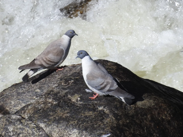تفسير رؤية الحمام في المنام وصيده للمتزوجة والعزباء والرجل 