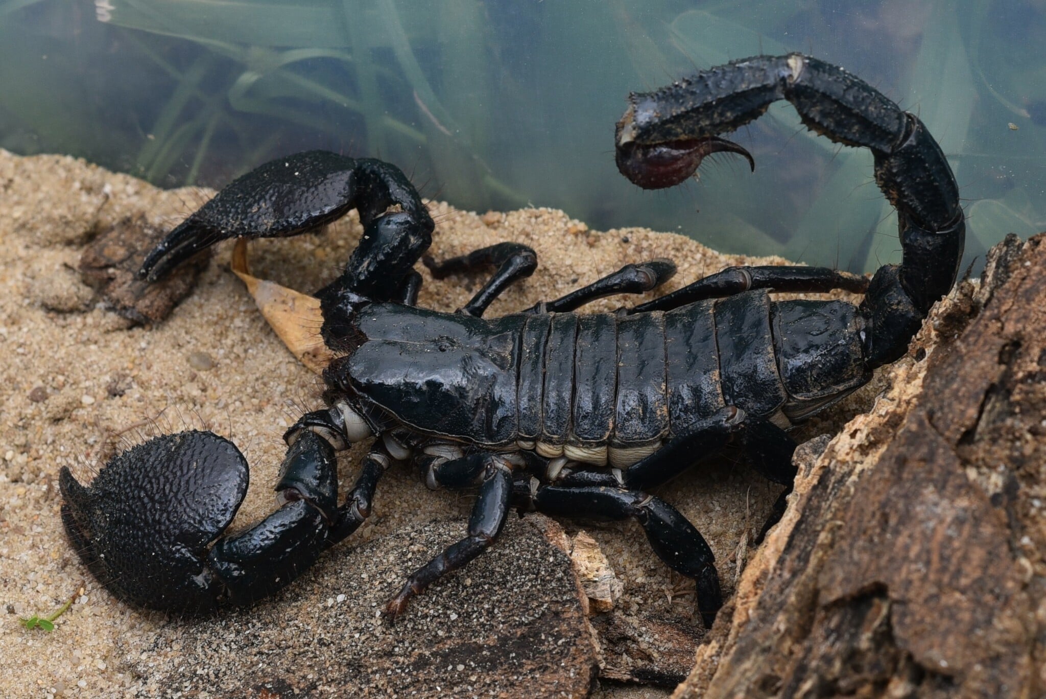 العقرب الكبير في المنام للمتزوجة