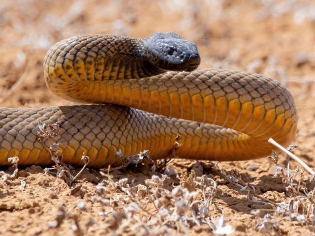 ما هو تفسير رؤية الثعبان في المنام للعزباء