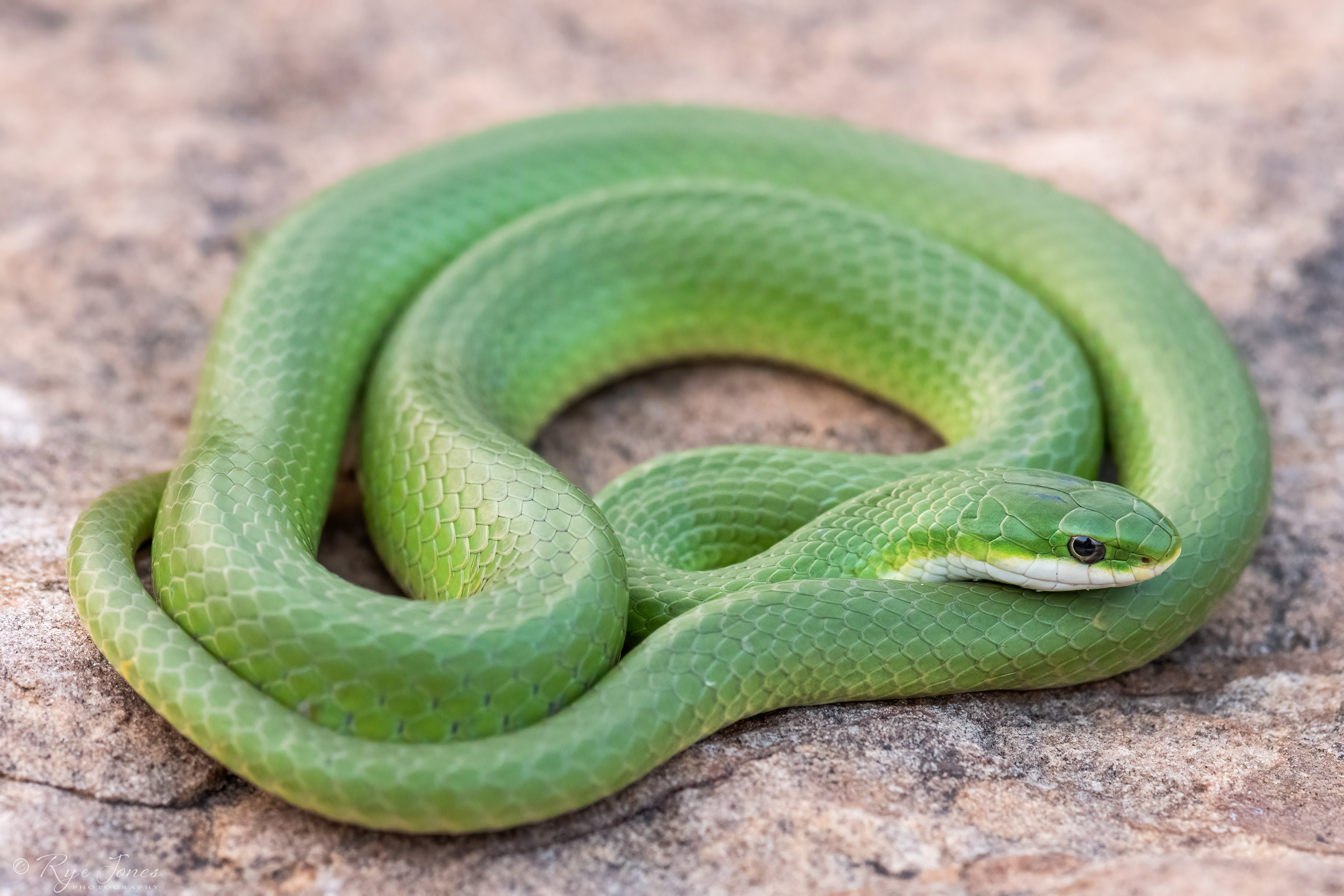 تفسير رؤية الثعبان الاخضر في المنام وقتله رؤية الثعبان الاخضر في المنام وقتله