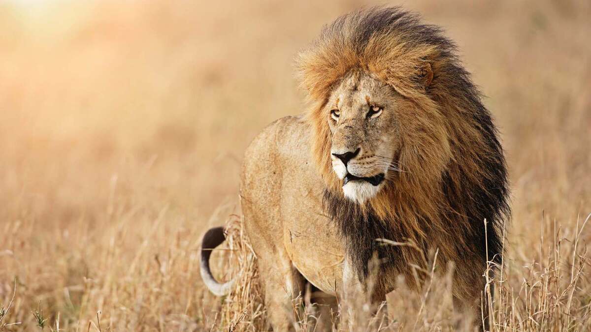 رؤية الاسد في المنام رؤية الاسد في المنام