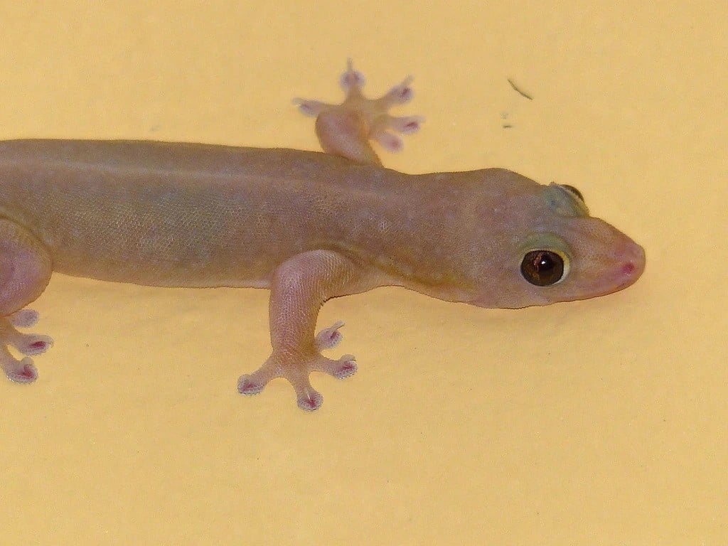 رؤية الوزغ في المنام في البيت للمتزوجة