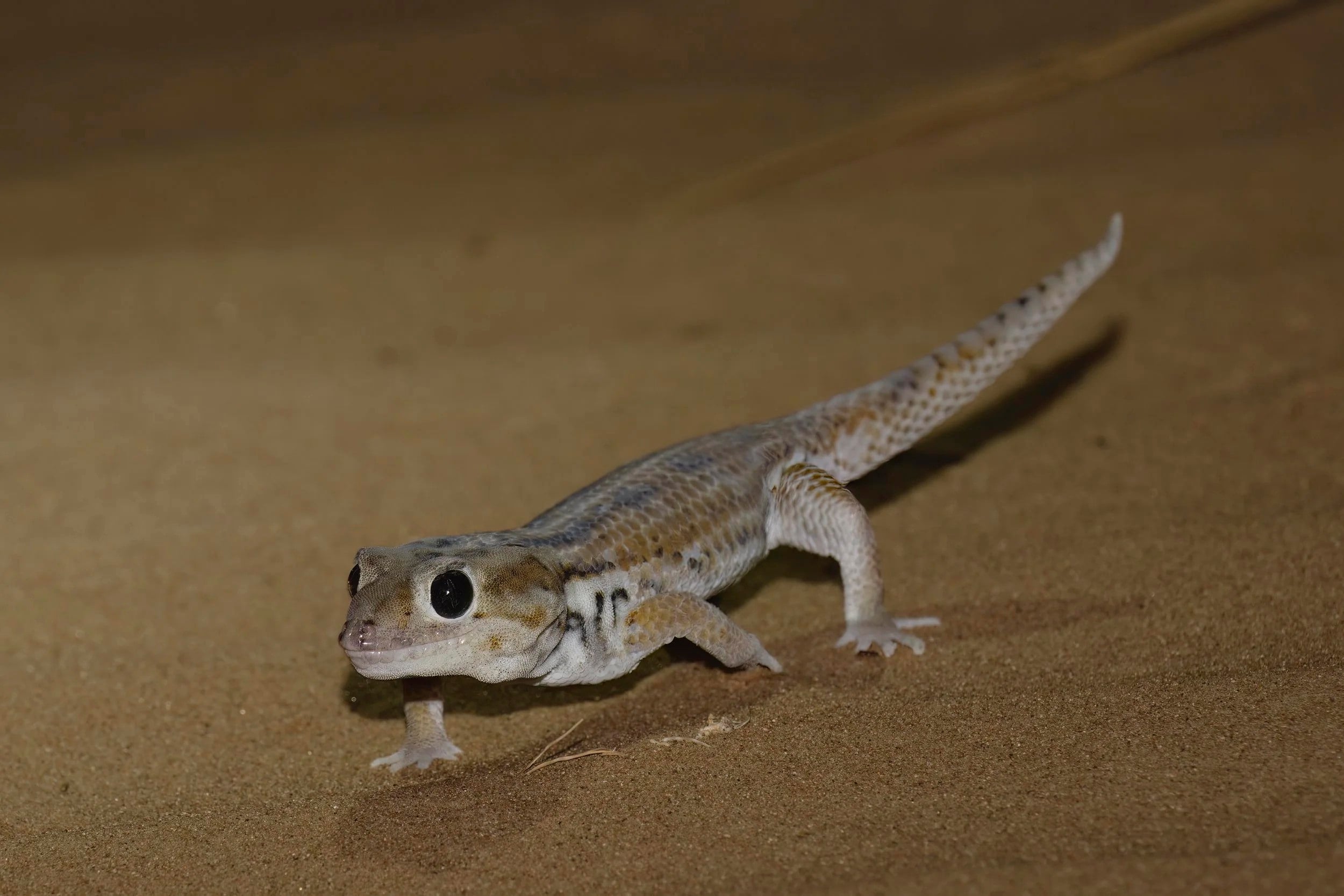 الوزغ في المنام للعزباء لابن سيرين