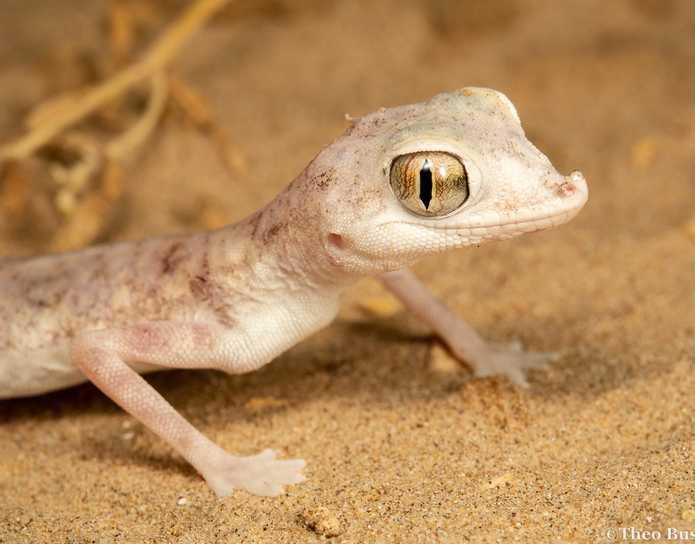 اكل الوزغ في منام العزباء