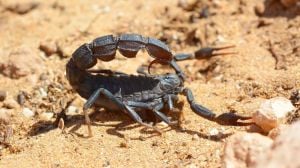 دلالات رؤية العقرب في المنام للمتزوجة