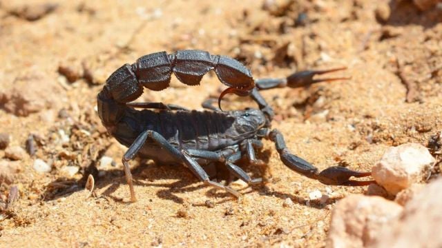 دلالات رؤية العقرب في المنام للمتزوجة
