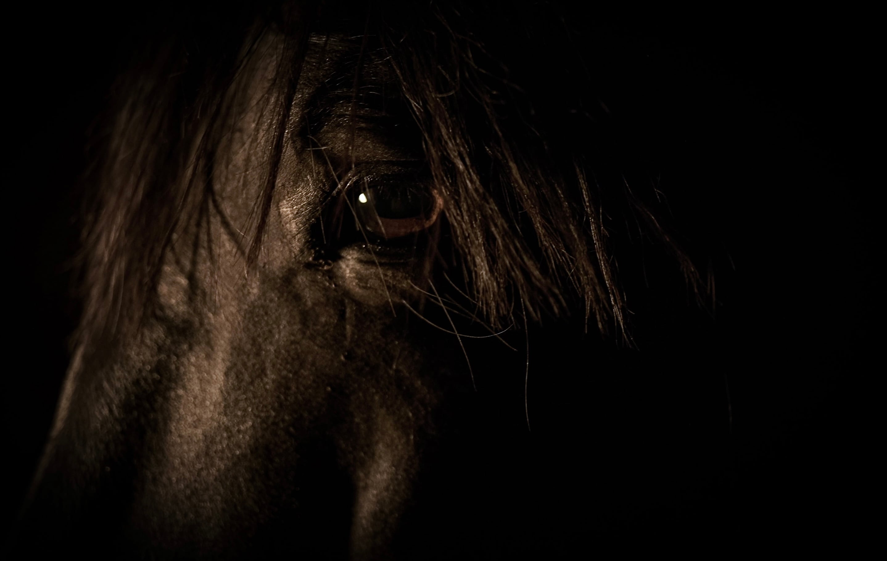 BARDI preferred still