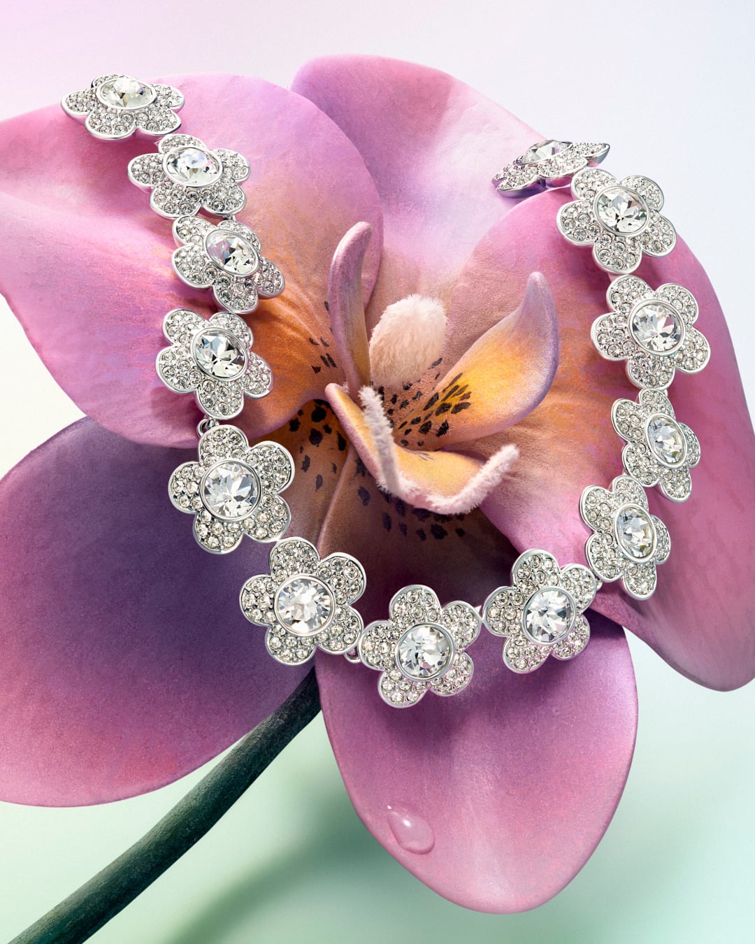 اليعسوب 2026 حملة الهدايا