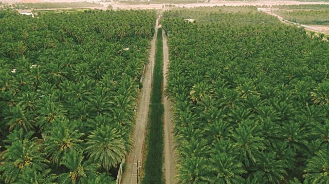 واحة الأحساء