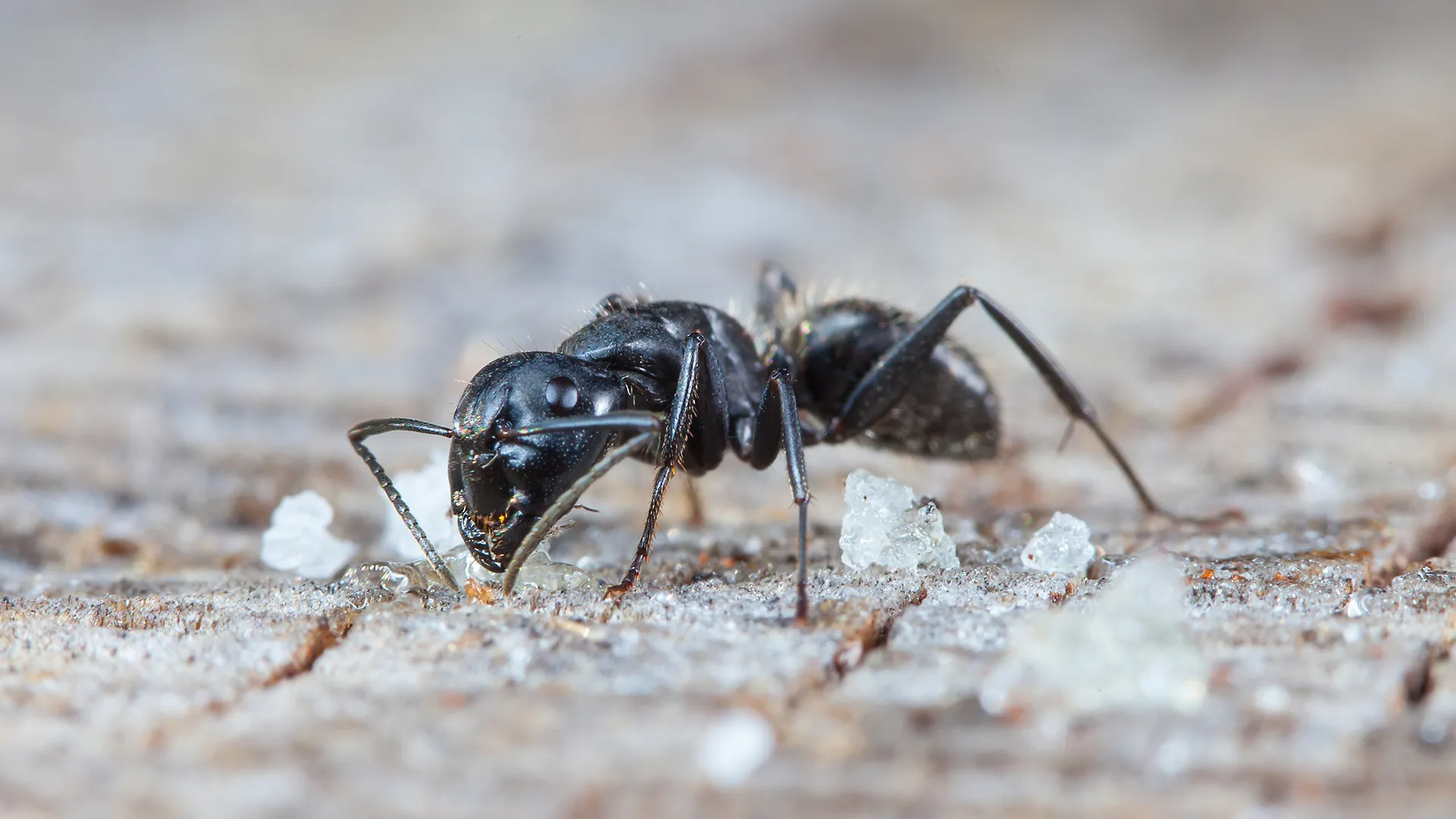النمل الاسود في المنام النمل الاسود في المنام