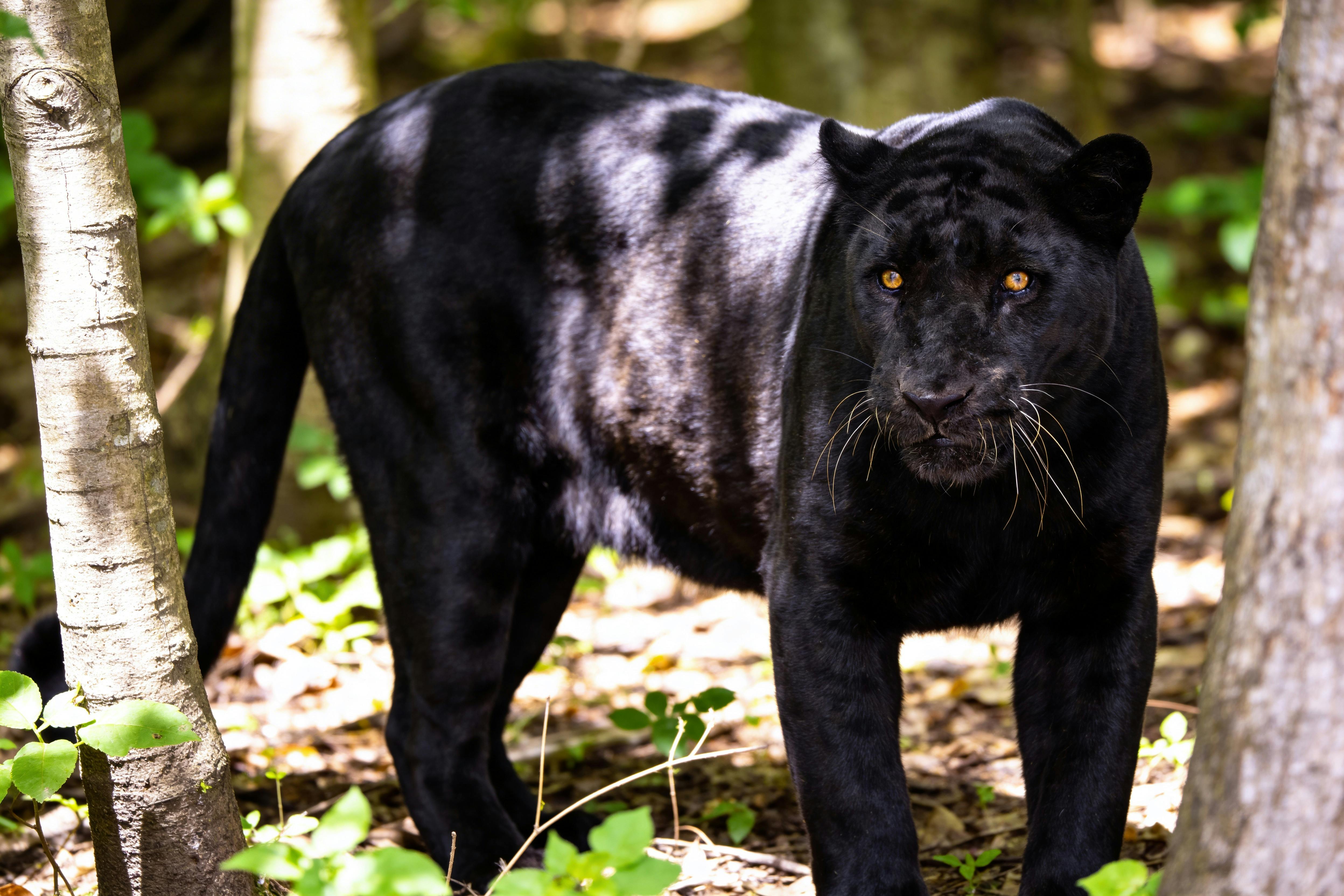 النمر الاسود في المنام