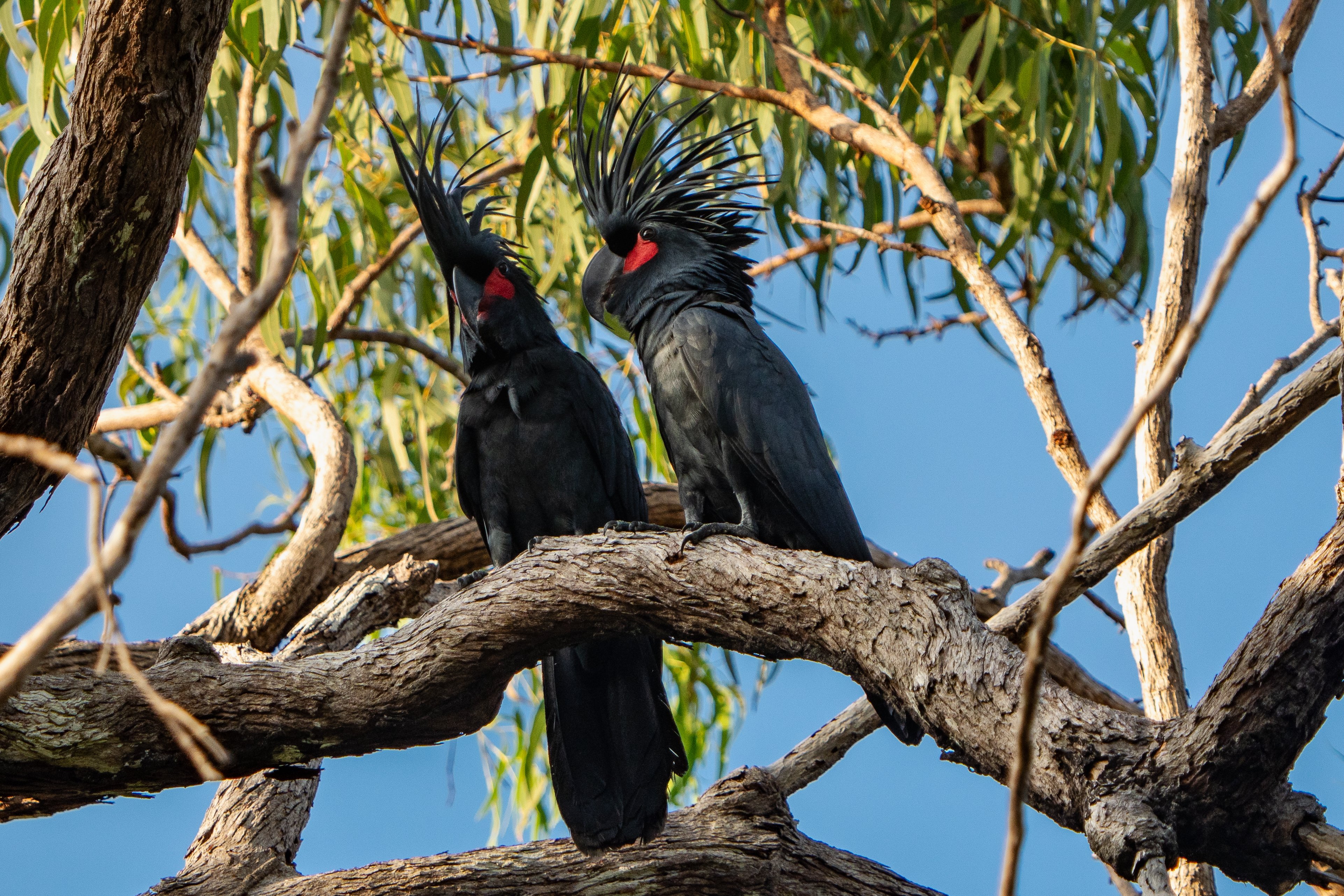 Palm Cockatoo