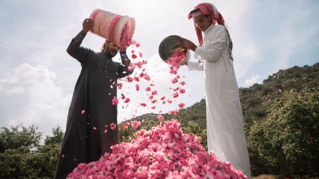 عبق الورد يزهر من الطائف
