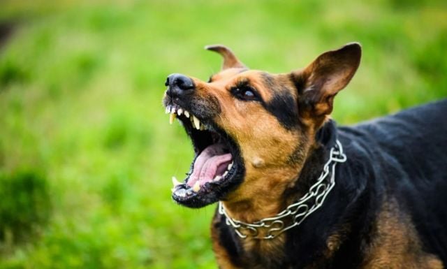 أبرز تفسيرات حلم عض الكلاب في اليد اليمنى